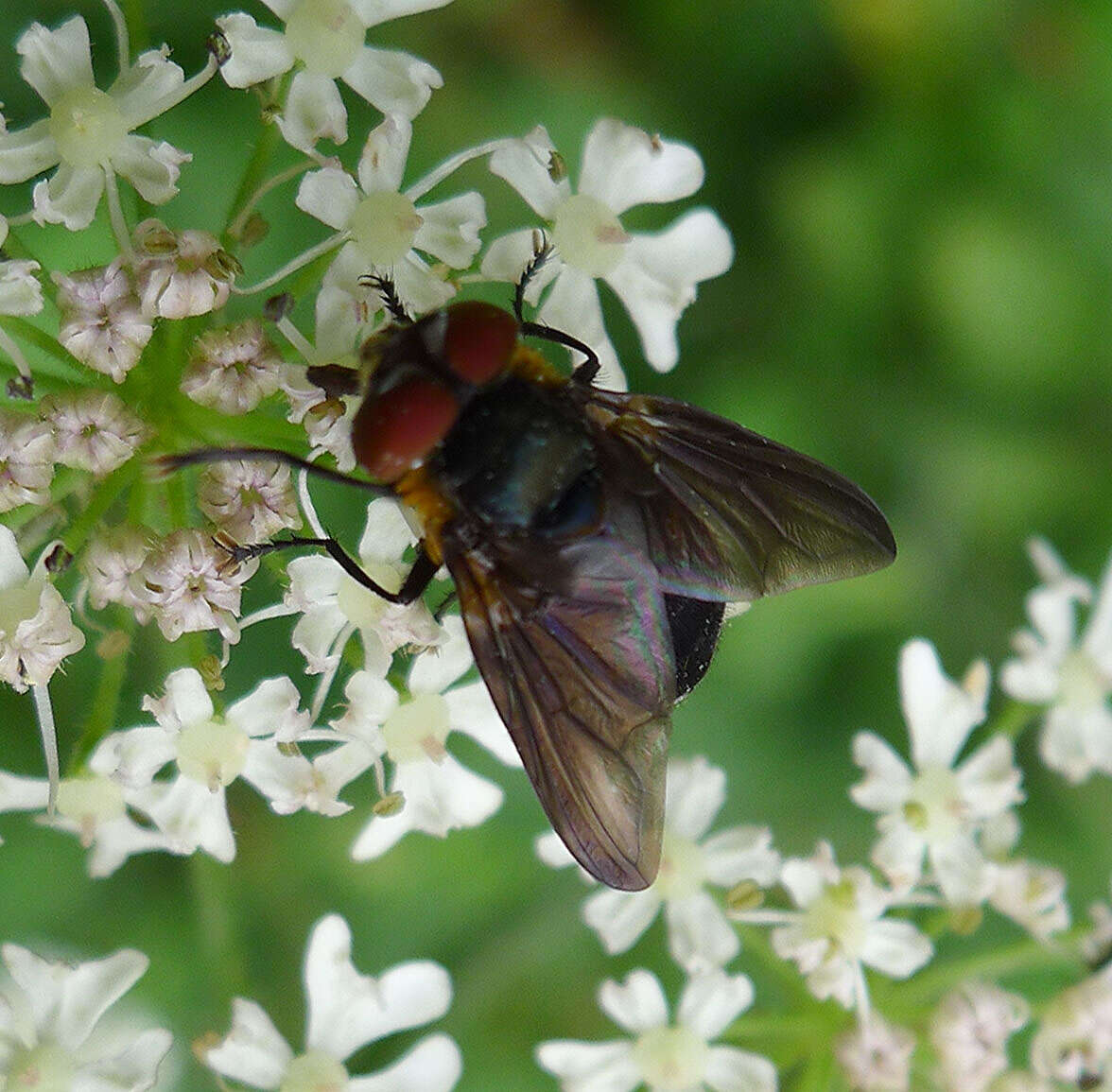 Image of Phasia hemiptera (Fabricius 1794)