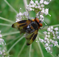 Image of Phasia hemiptera (Fabricius 1794)