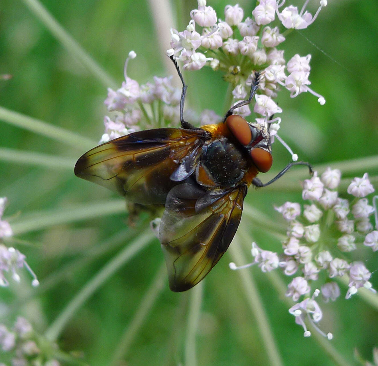 Image of Phasia hemiptera (Fabricius 1794)