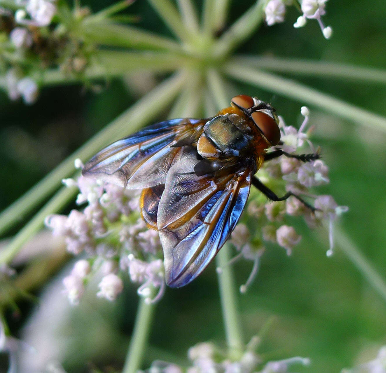 Image of Phasia hemiptera (Fabricius 1794)