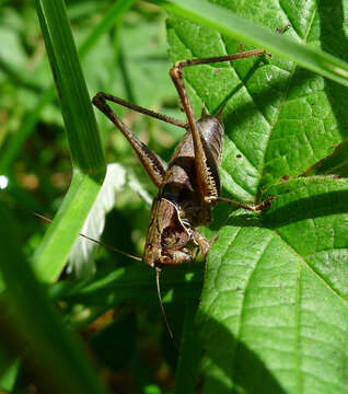 Image of dark bush-cricket