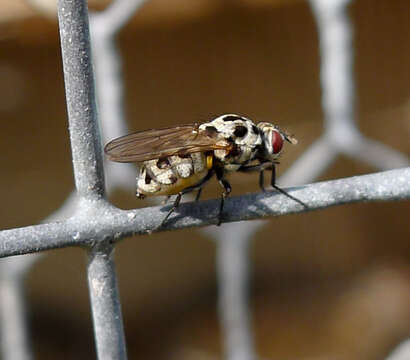 Image of Anthomyia procellaris Rondani 1866