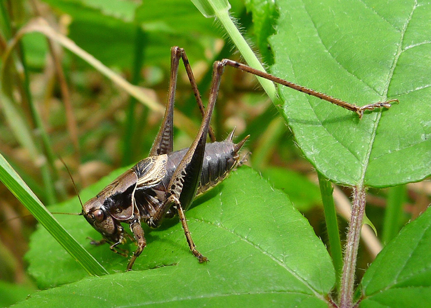 Image of dark bush-cricket