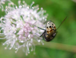 Image of House fly