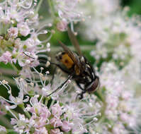 Image of House fly