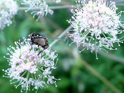 Image of House fly