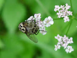 Image of House fly