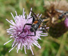 Image of Eriothrix rufomaculatus (De Geer 1776)