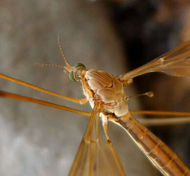 Image of Tipula (Acutipula) fulvipennis De Geer 1776