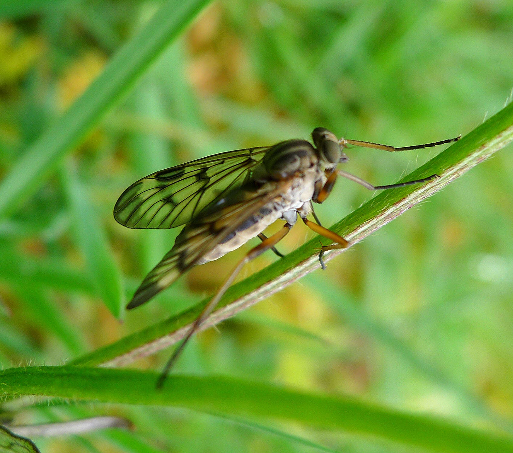 Imagem de Rhagio scolopaceus (Linnaeus 1758)