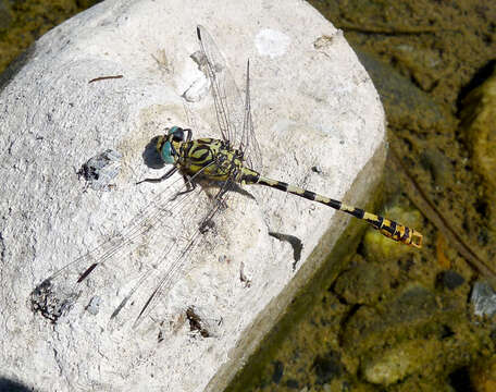 Image of Green-eyed Hooktail