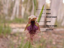 Calochilus platychilus D. L. Jones的圖片