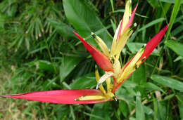 Image of parakeetflower