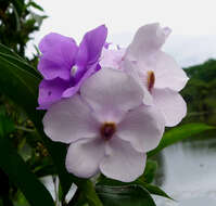 Brunfelsia resmi