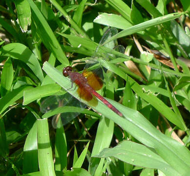 Image of Red-mantled Dragonlet