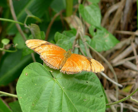 Image of Dryas