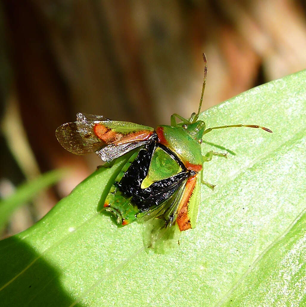 Слика од Cyphostethus tristriatus