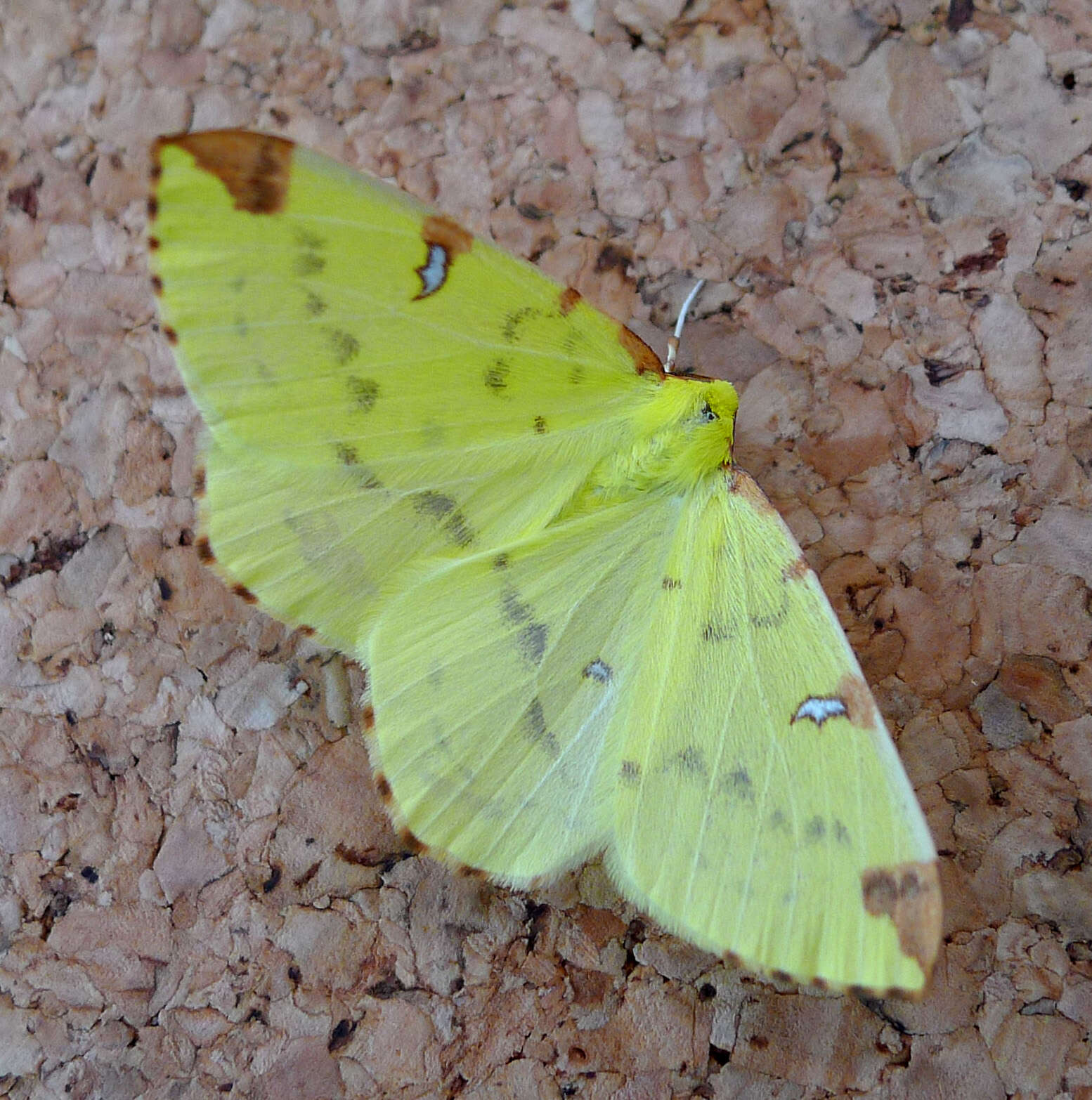 Image of brimstone moth