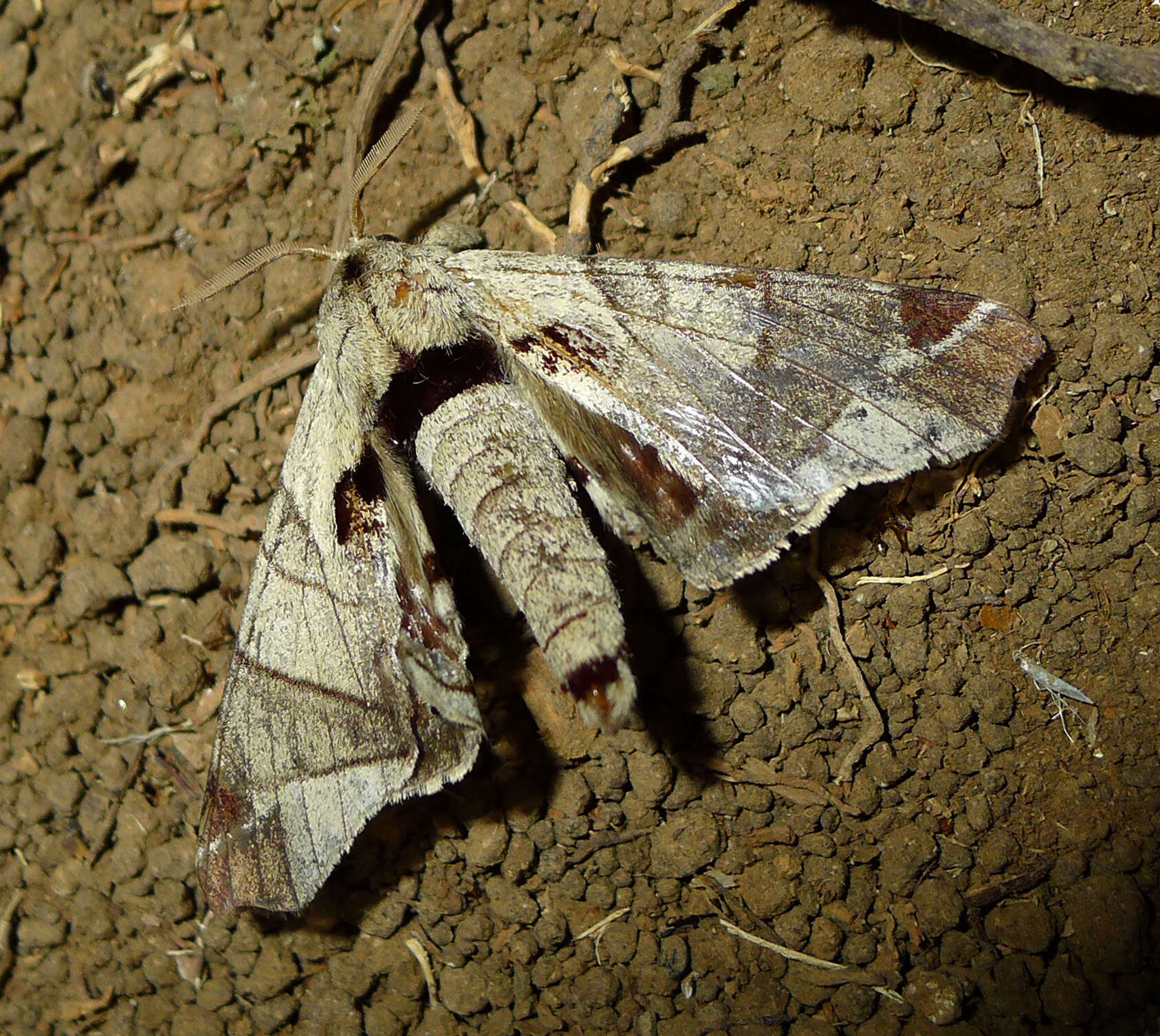 Image of Apatelodes pandarioides Schaus 1905