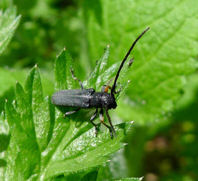 Image of Umbellifer Longhorn