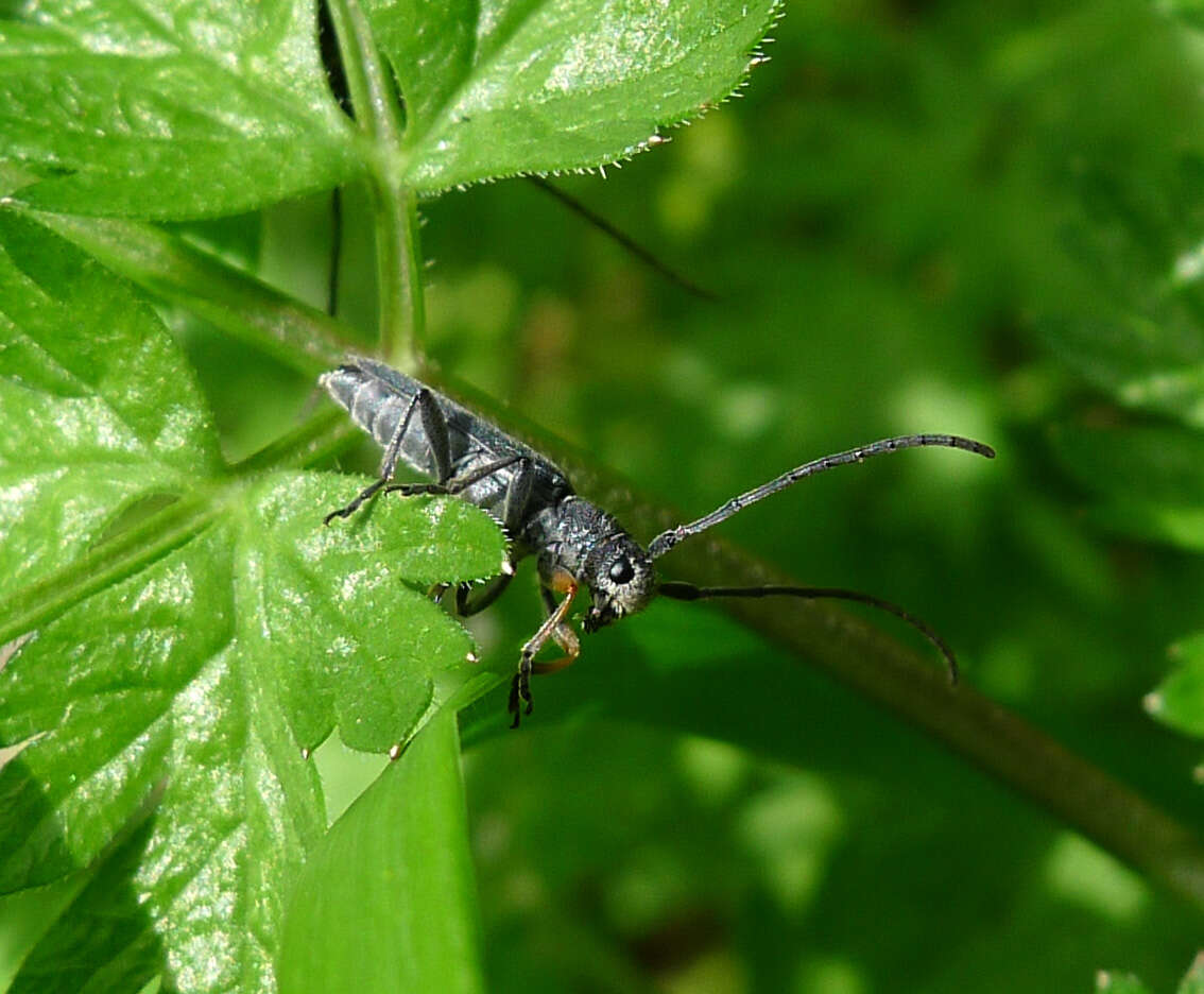 Слика од Phytoecia cylindrica (Linné 1758)