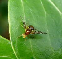 Image of Celery Fly