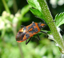 Image of black & red squash bug