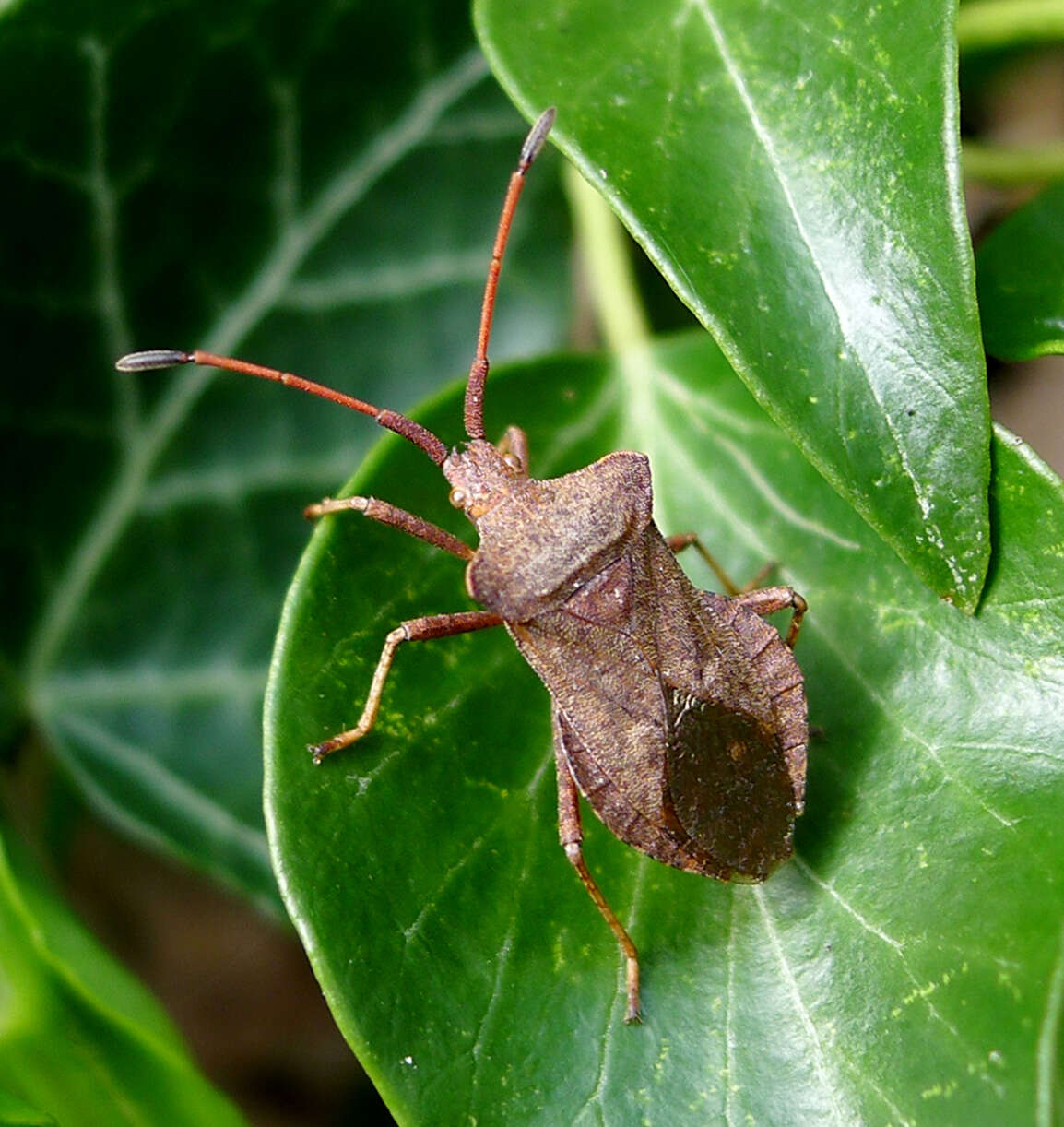 Image of Coreus