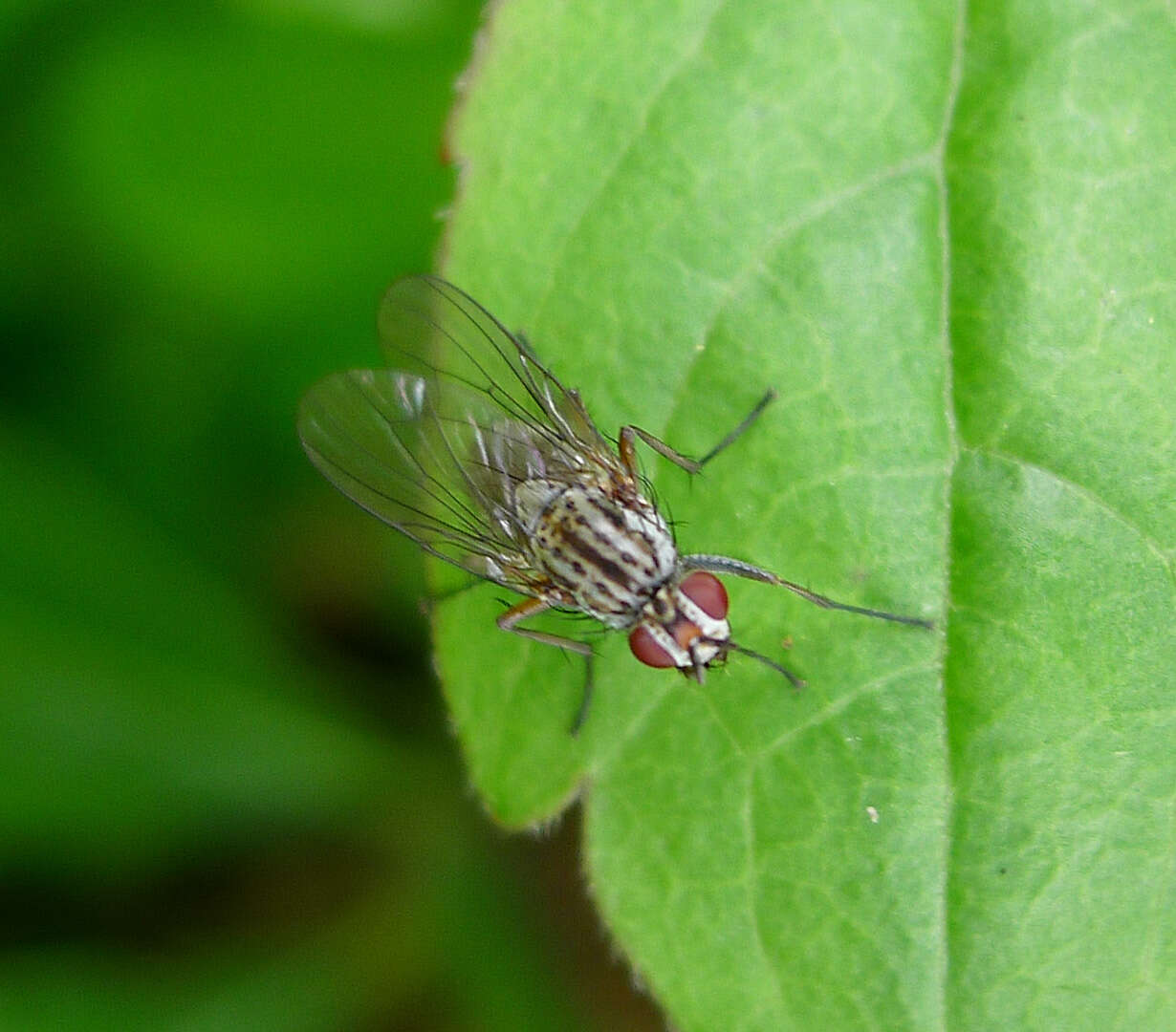 Image of root-maggot flies