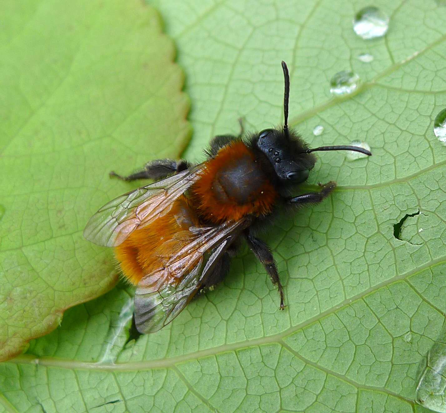 Plancia ëd Andrena fulva (Müller 1766)