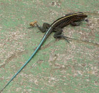 Image of Ameiva Lizard