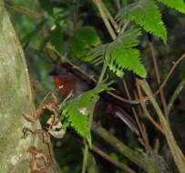 Image of Red-throated Ant Tanager
