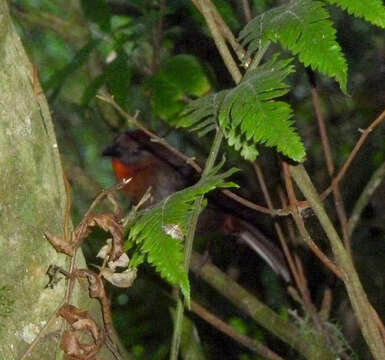 Image of Red-throated Ant Tanager