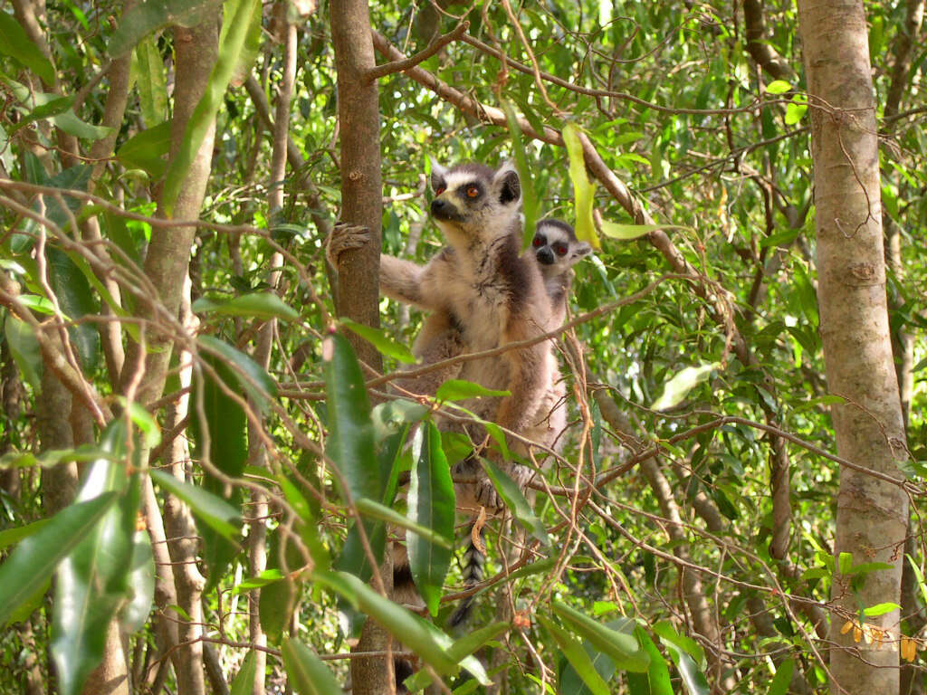 Image of Lemur Linnaeus 1758