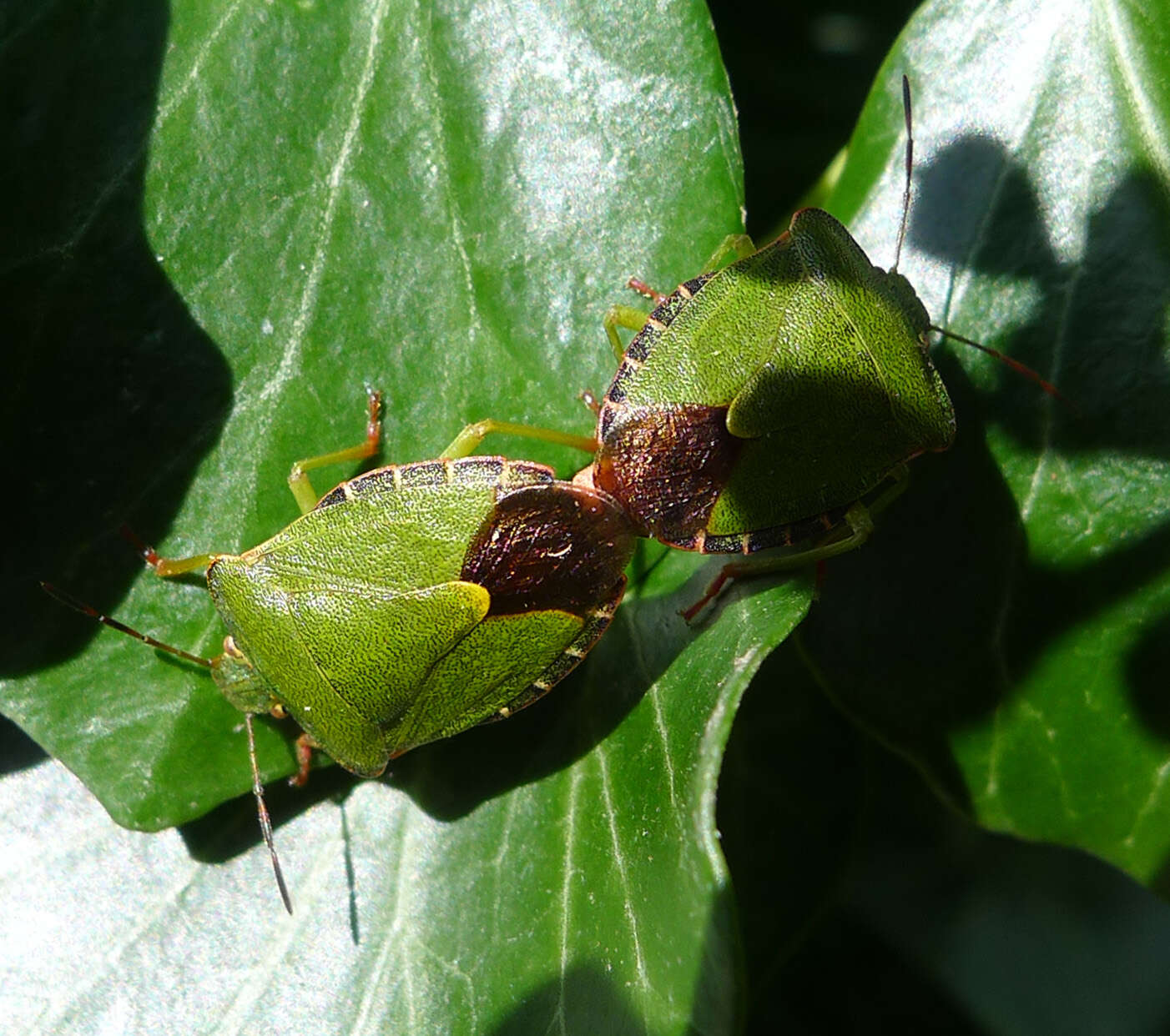 Image of Green shield bug