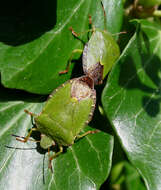 Image of Green shield bug