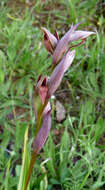 Image of Small-flowered serapias