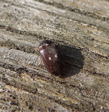 Image of Fur beetle