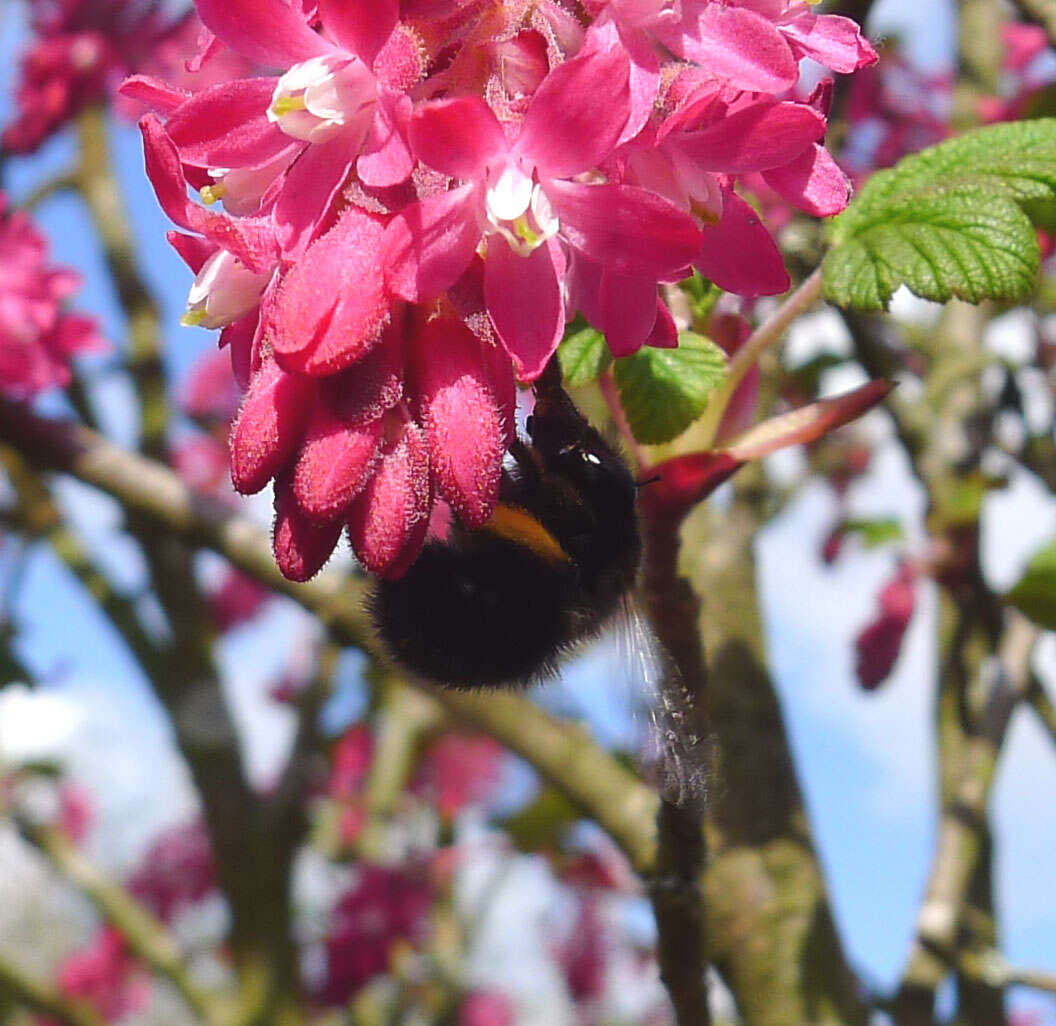 Image of Anthophora plumipes (Pallas 1772)