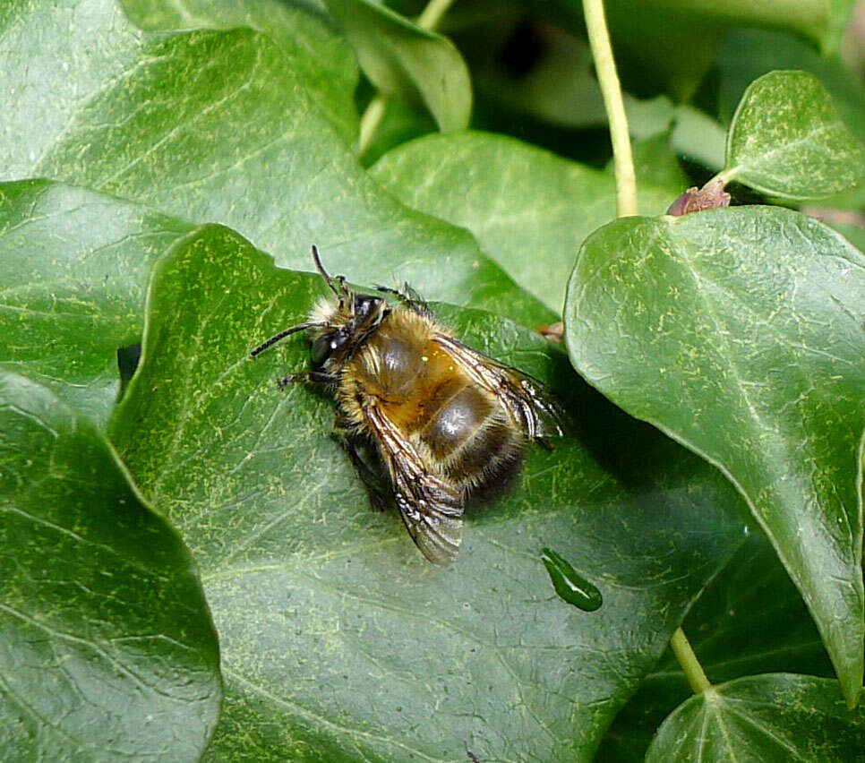 Image of Anthophora plumipes (Pallas 1772)