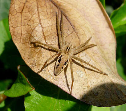 Image of Nursery-web spider