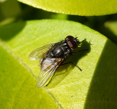 Image of Face Fly