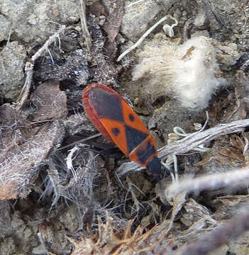 Image of Red bug