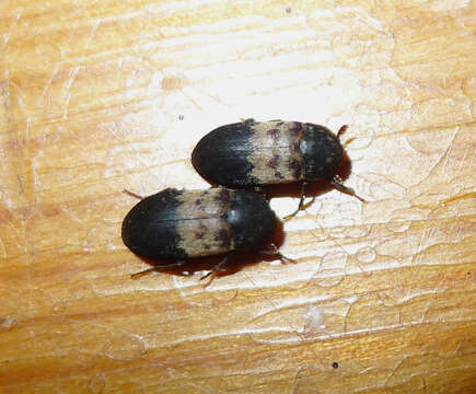 Image of larder beetle