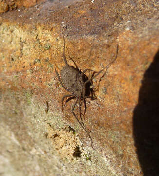 Image of dwarf sheet spiders