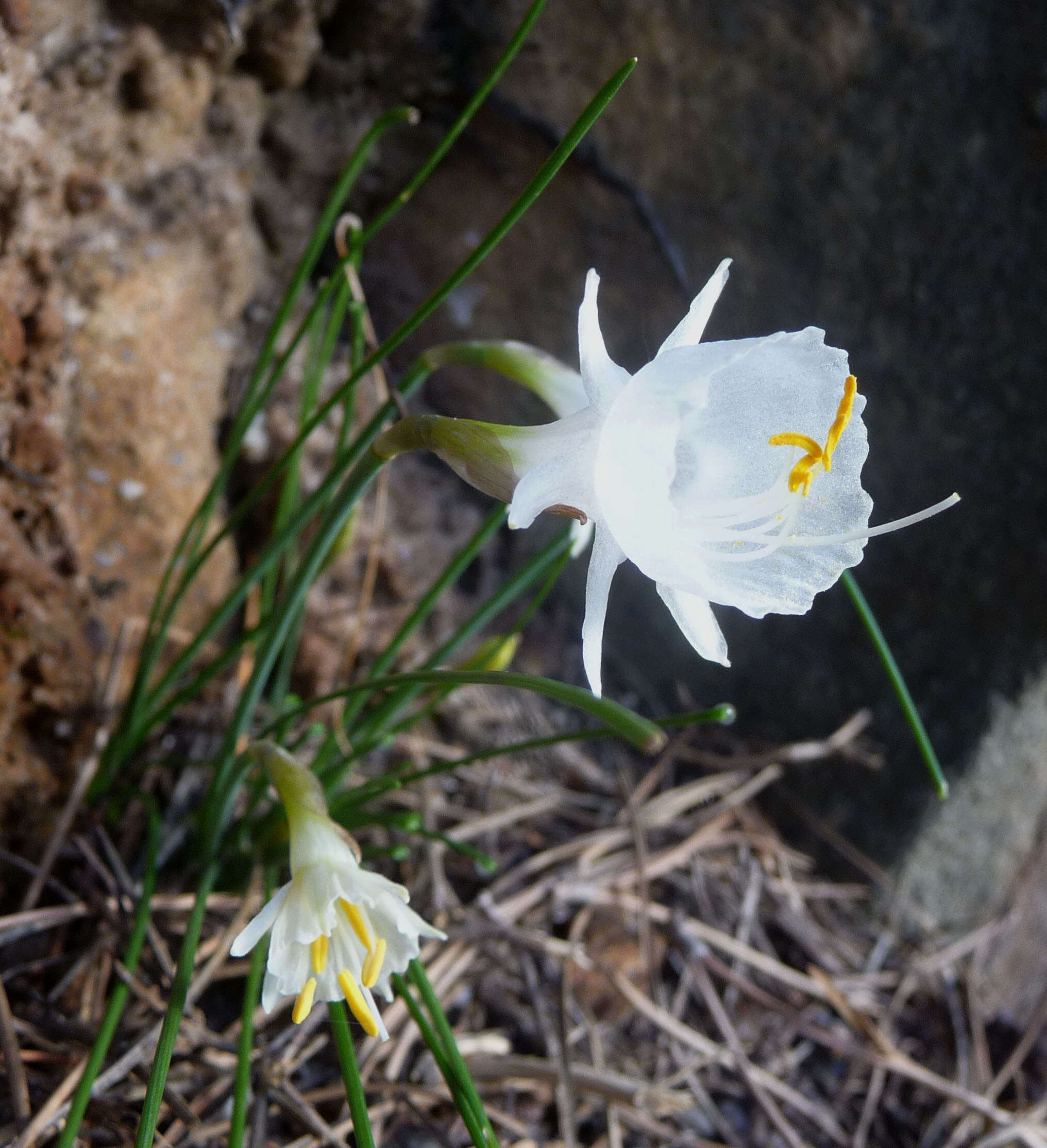 Image de Narcissus cantabricus DC.