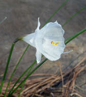 Image de Narcissus cantabricus DC.