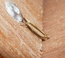 Image of Microcrambus