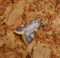 Image of Clover Hayworm Moth