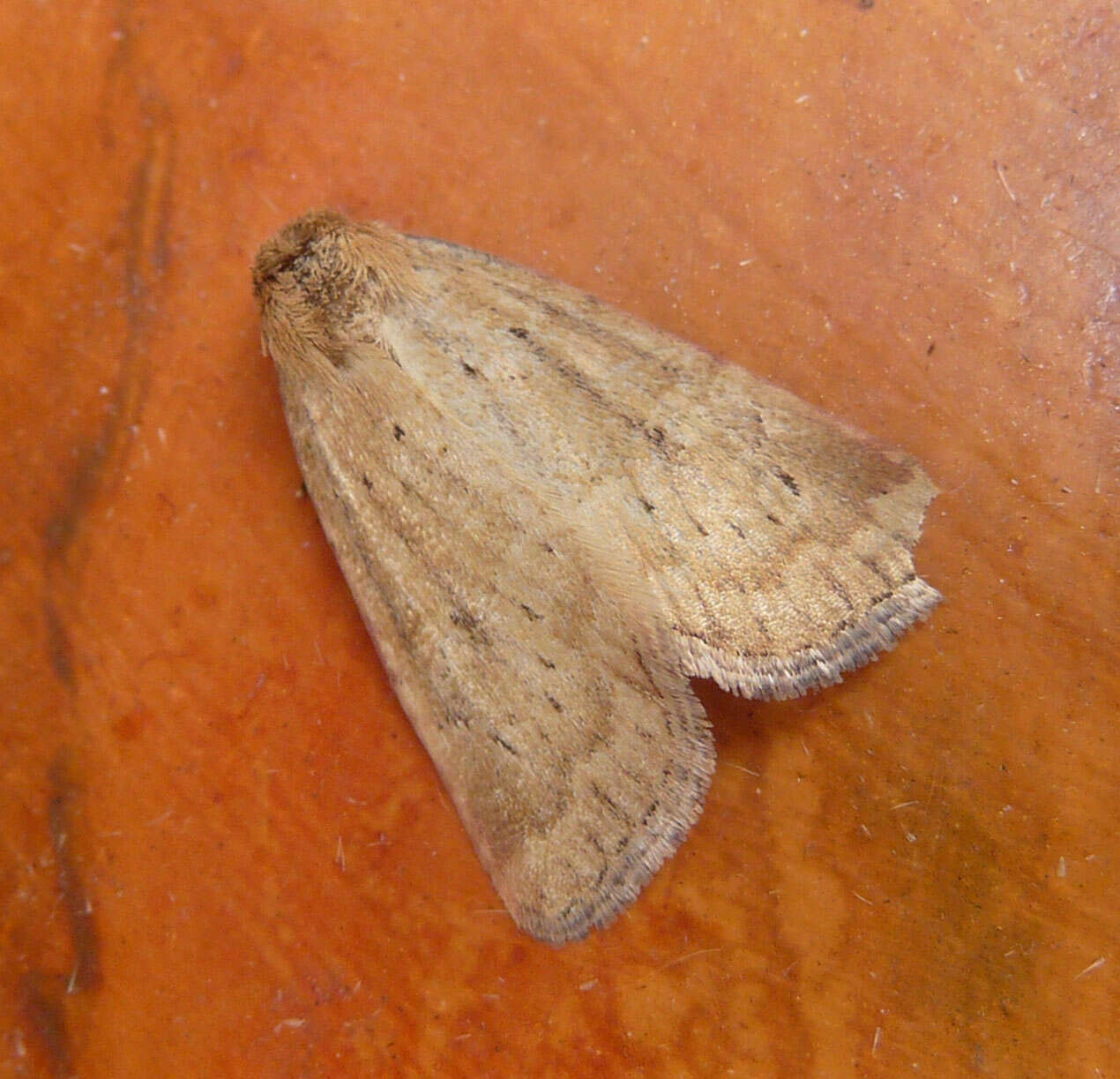 Image of small dotted buff